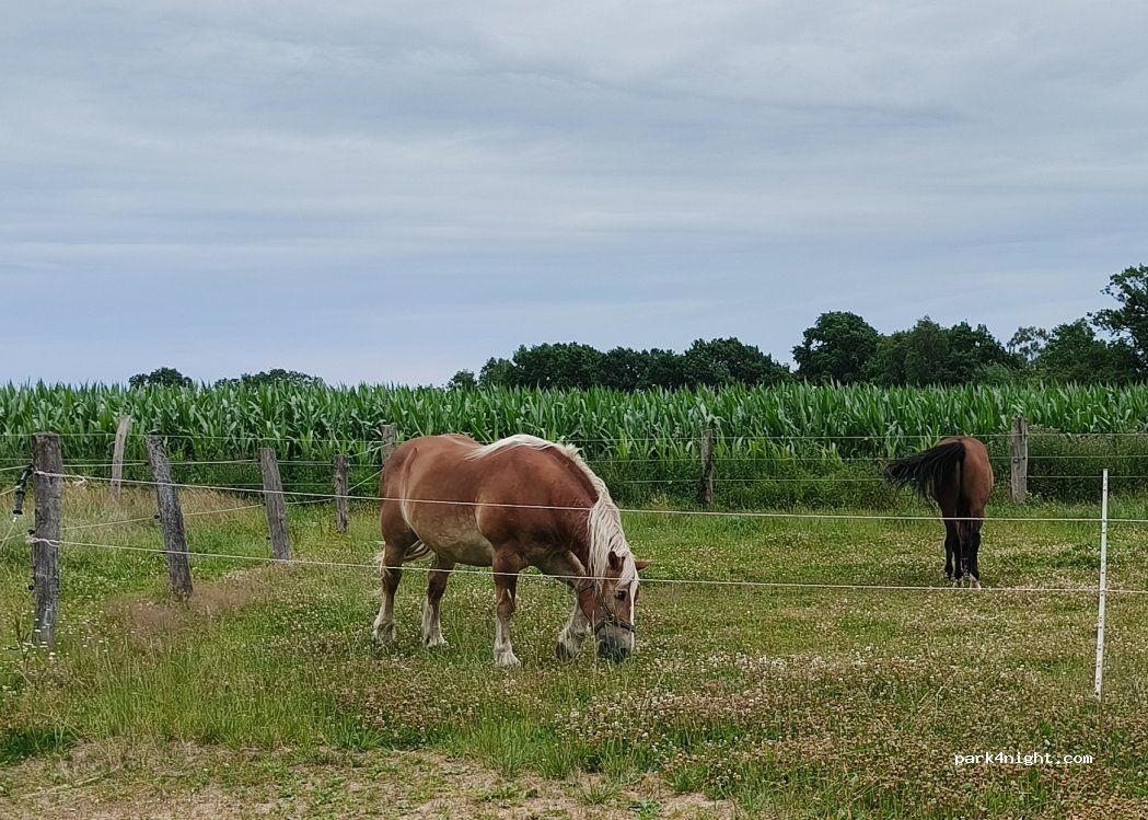 Reiter- und Ferienhof Cohrs — foto 4