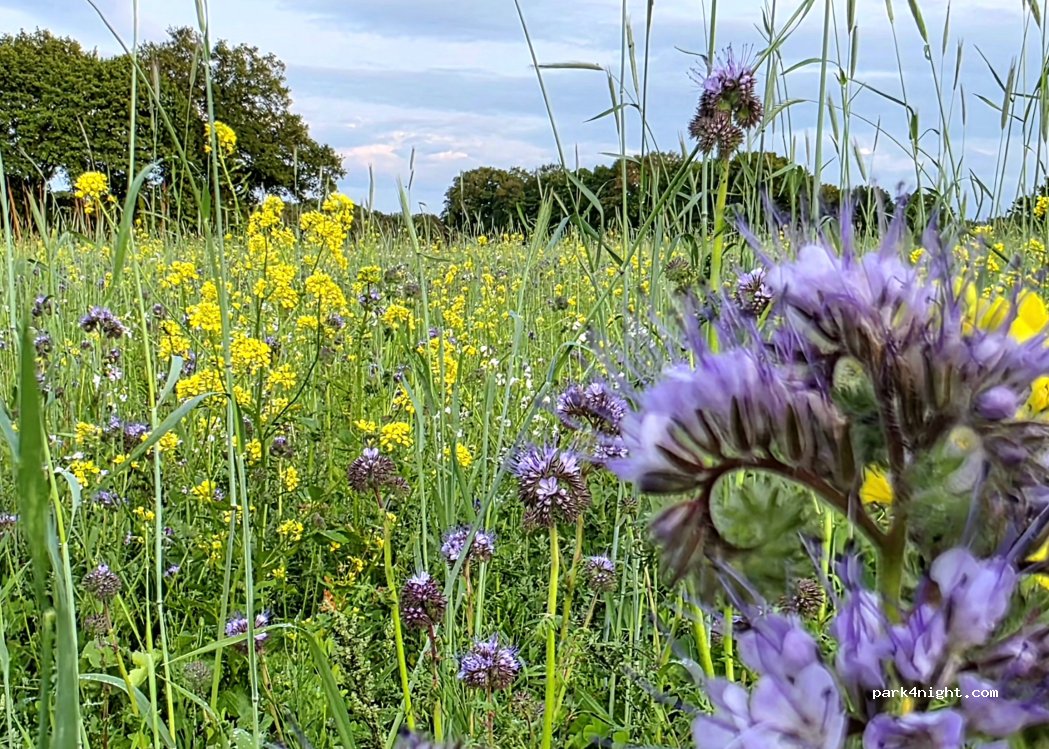 Auf dem Sonnenhügel — foto