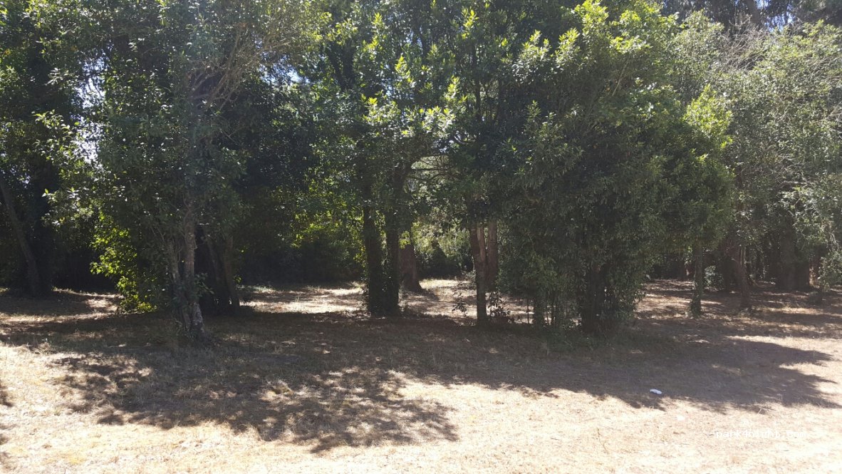 (2510) Gaeiras - IP6 — foto 2