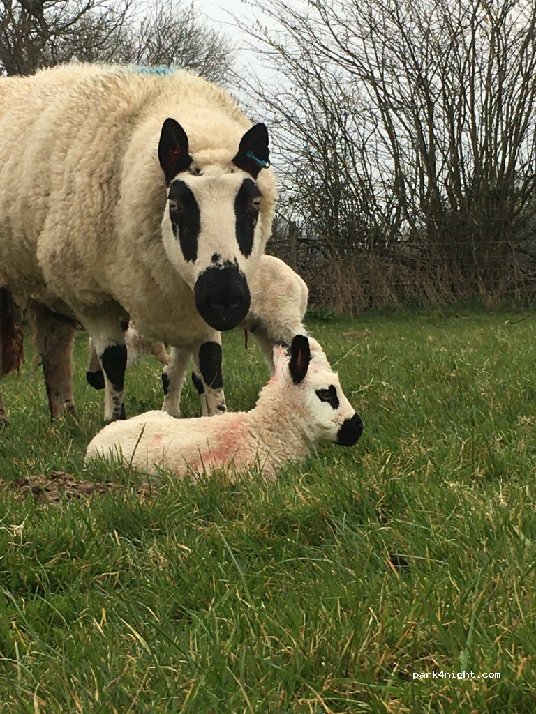 Cheddarlea farm — foto