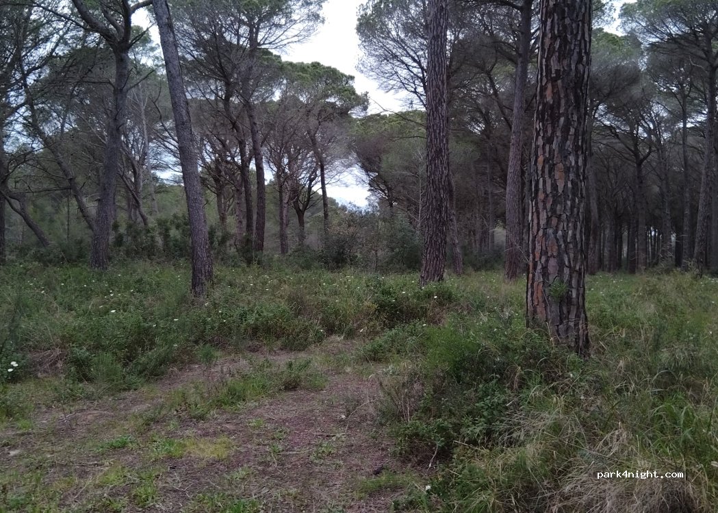 (17256) Sa Riera - — foto 2