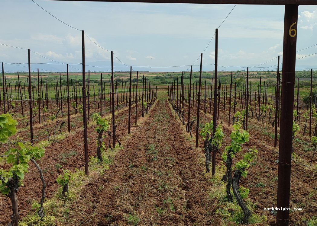 VineYardAggista — foto 3