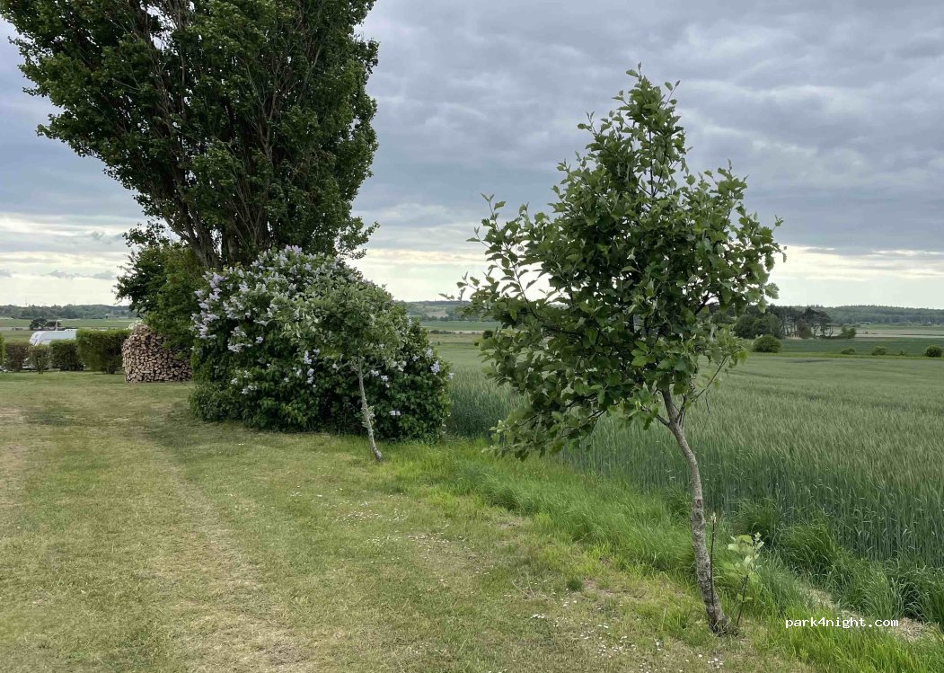 Kongsøre Camping — foto 2