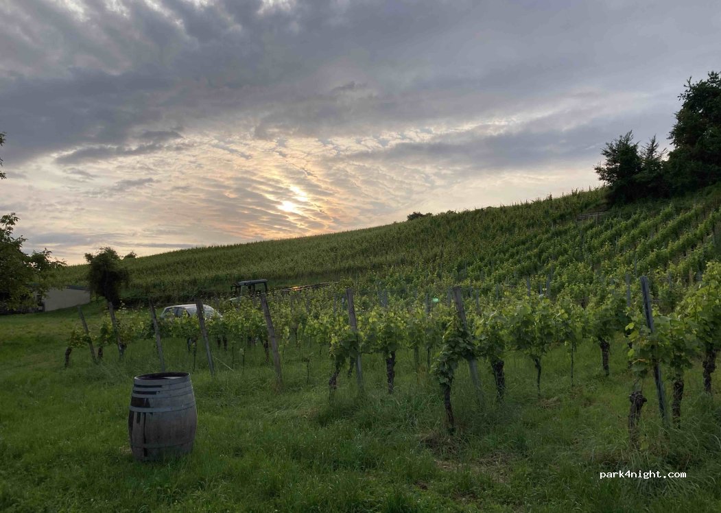 Weingut Huck- Wagner — foto 5