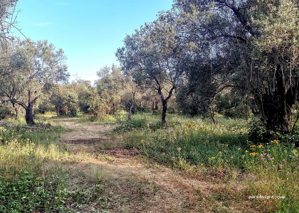 Stellplatz El Rebollar — foto 3