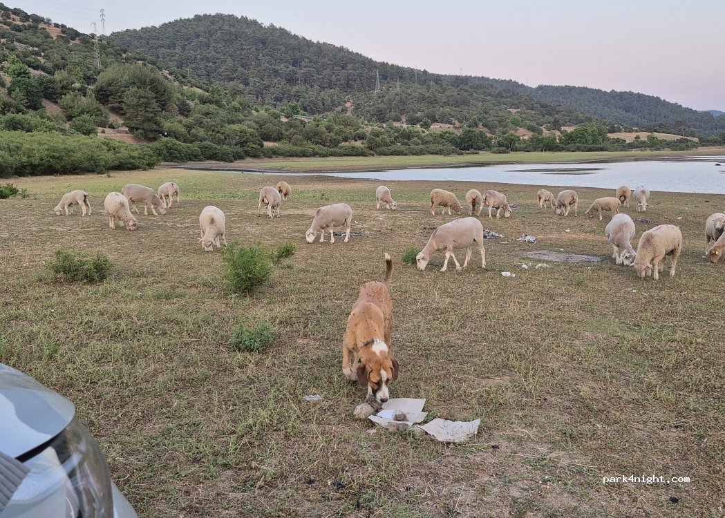 (17100) Sığırlı - — foto 3