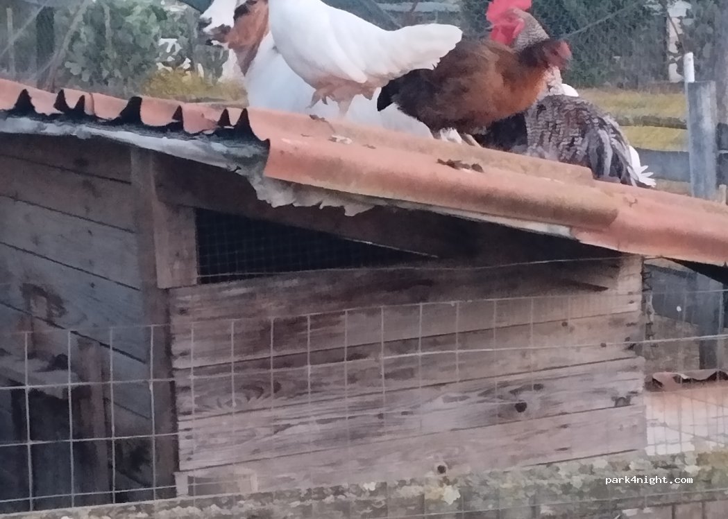 Riccia Ranch — foto 2