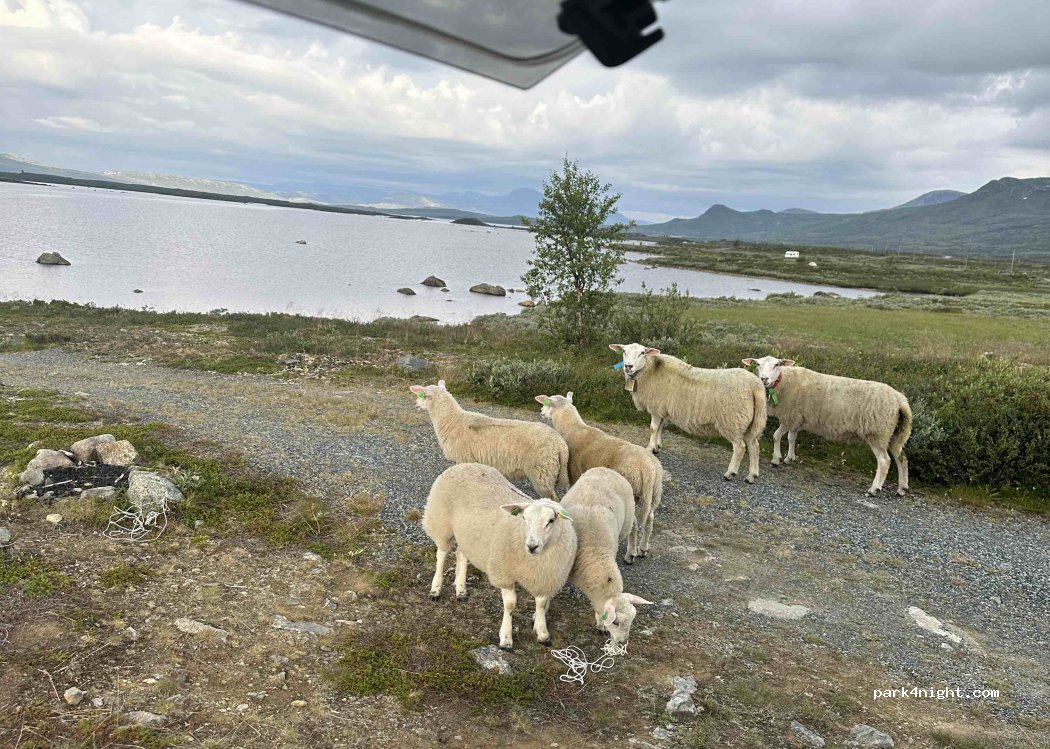 (2953) Skåbu - — foto
