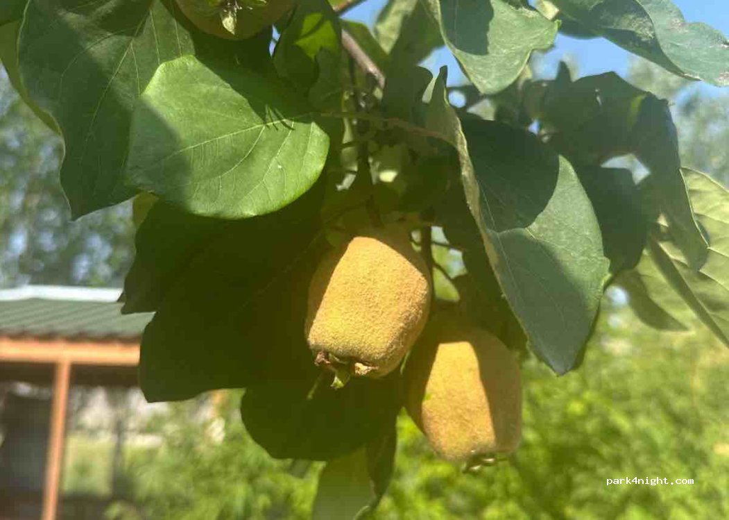 Şehrazat Camping piknik — foto