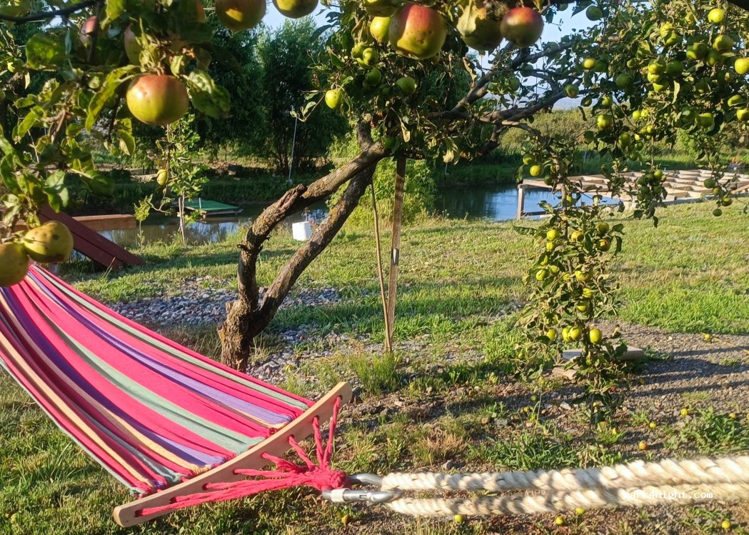 Balta Feleacu — foto 4