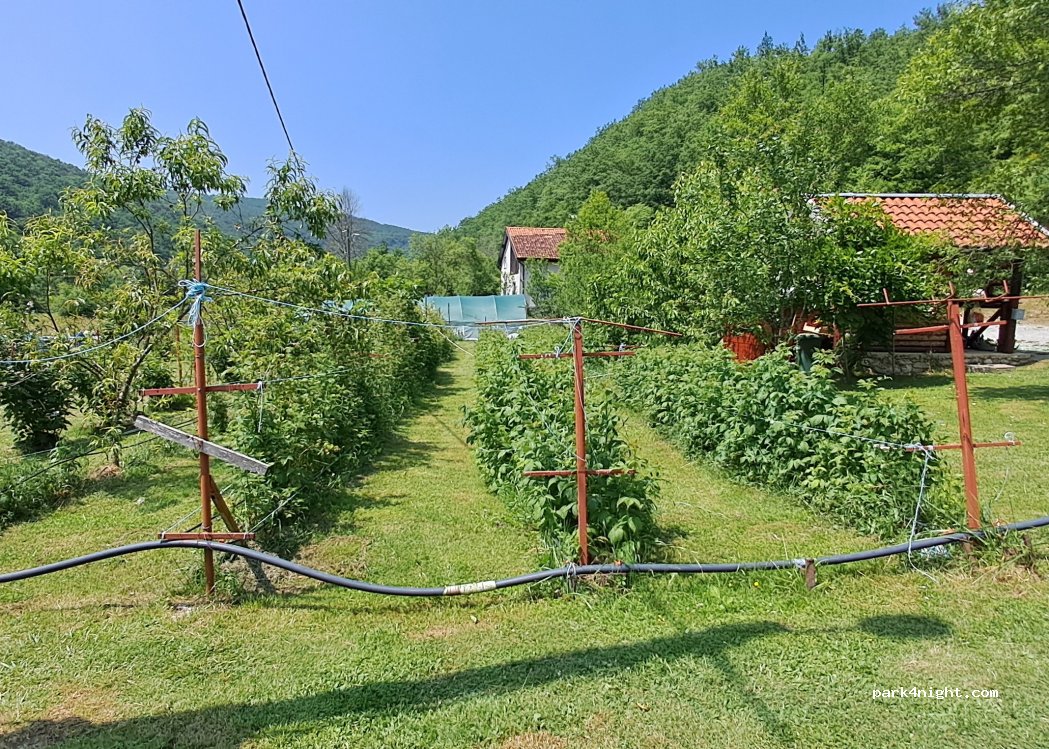 Kamp Berries — foto