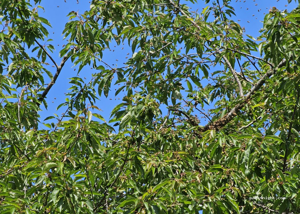 Lindhagens Jordbruk — foto 4