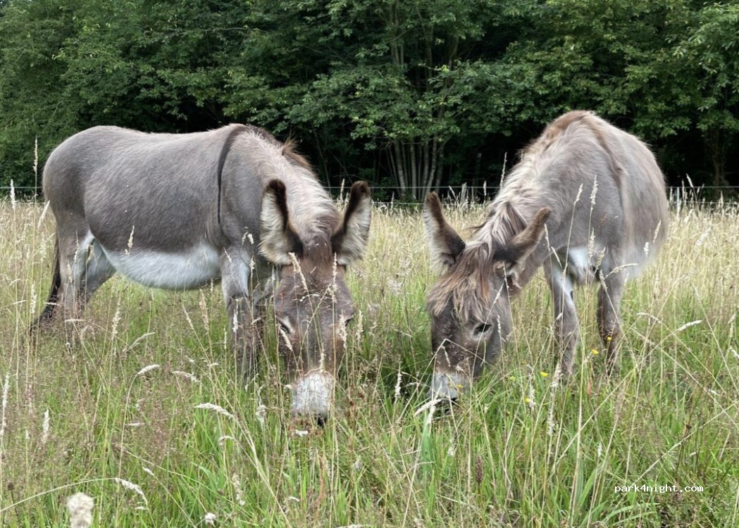 (25923) Humptrup - Süderwang — foto 4