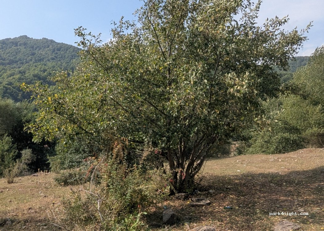 (1815) Kharkheti - — foto 2