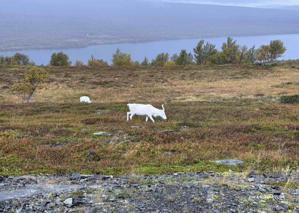 (7590) Røros - Ridalsvegen — foto 2