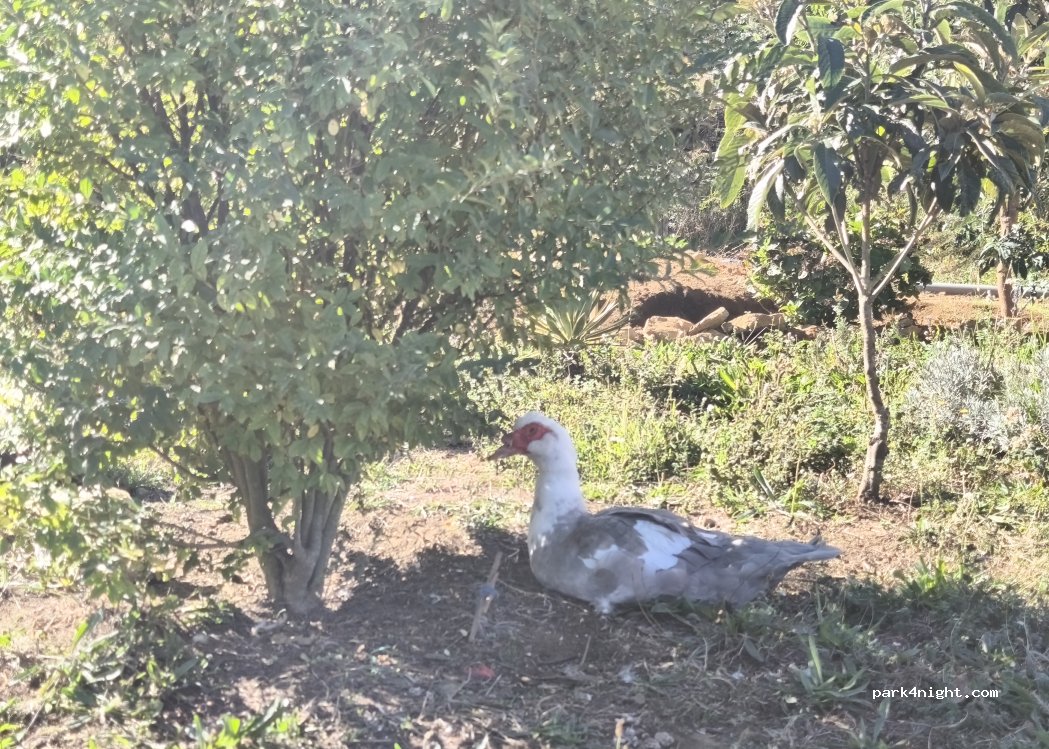 Quintinha dos Quivis — foto 4