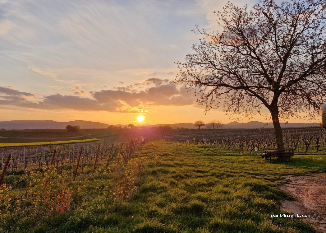 Familienweingut Geiger — foto 3