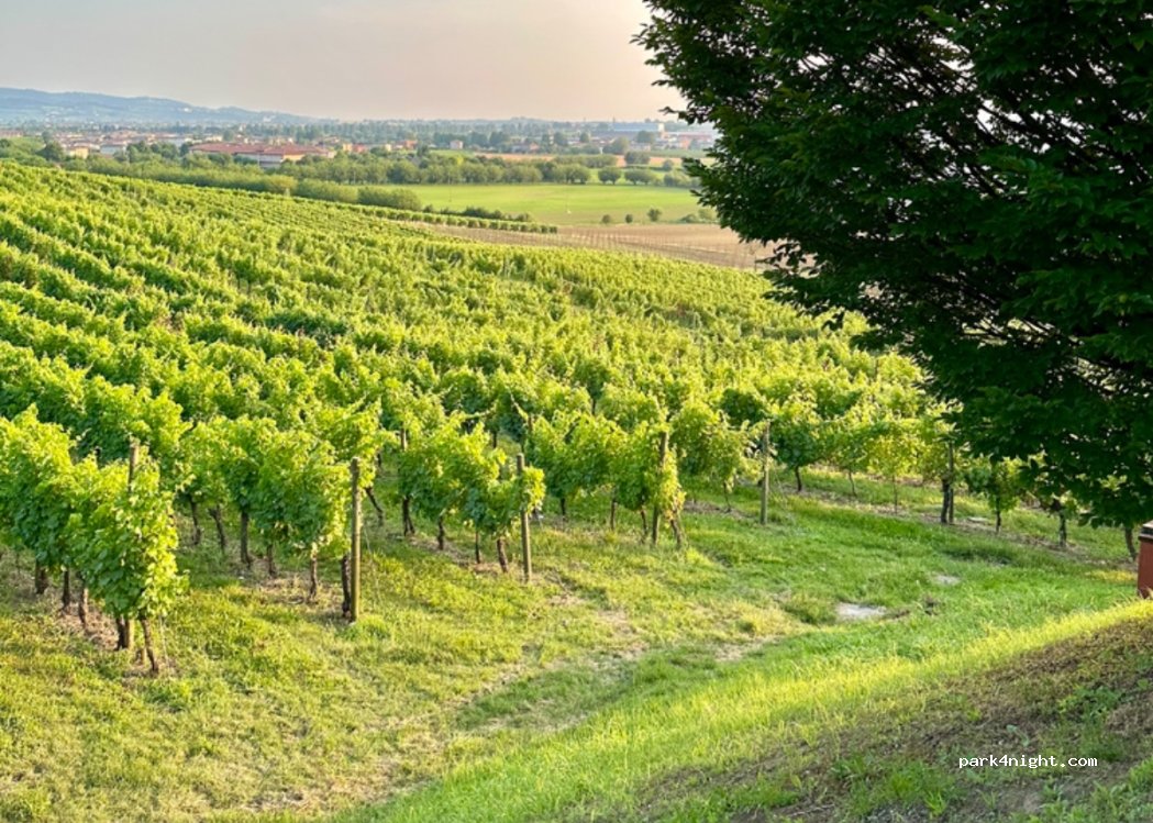 Le Pignole di Boracchi Serena — foto 2