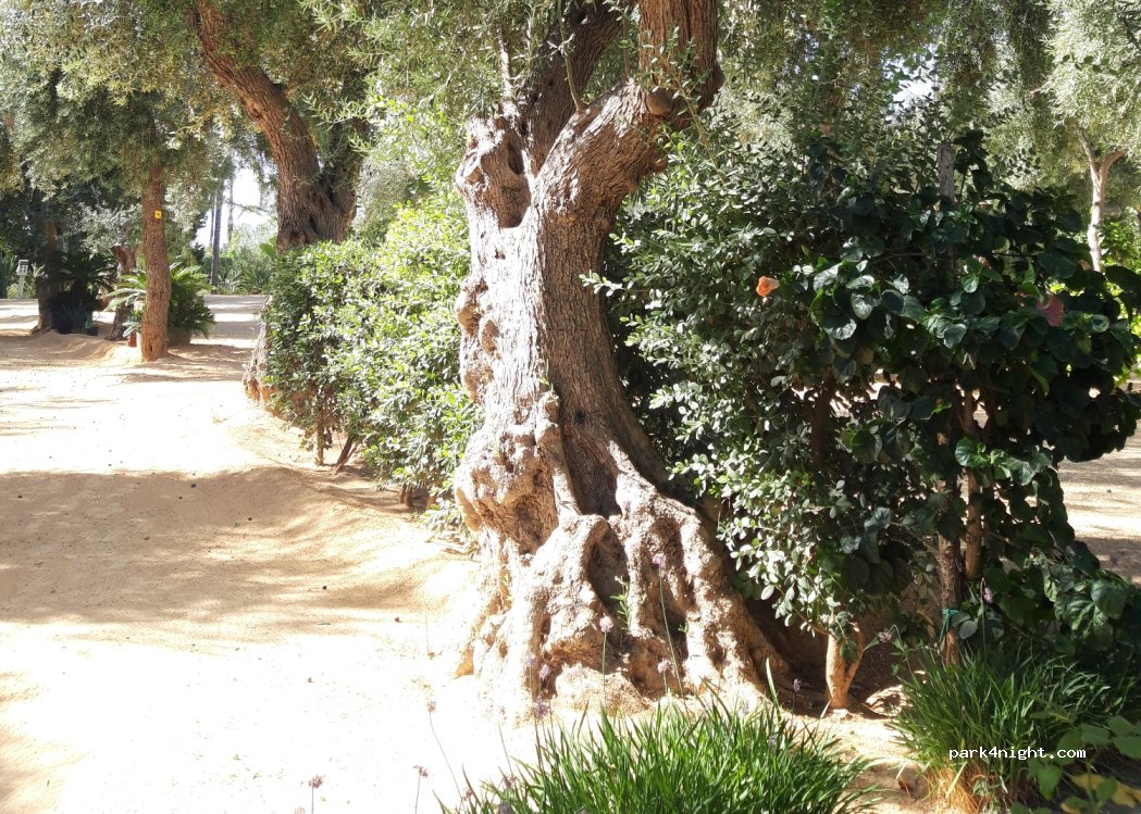 Campeggio Sabbiadoro — foto 2