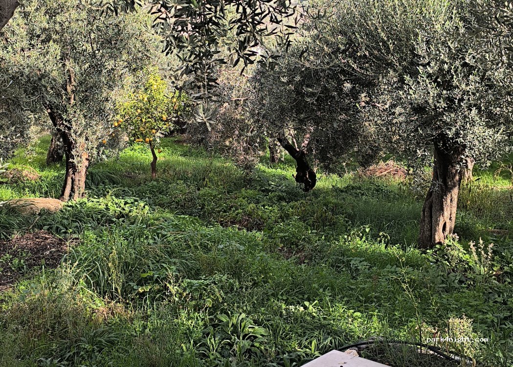 () Atburgazı - — foto 2