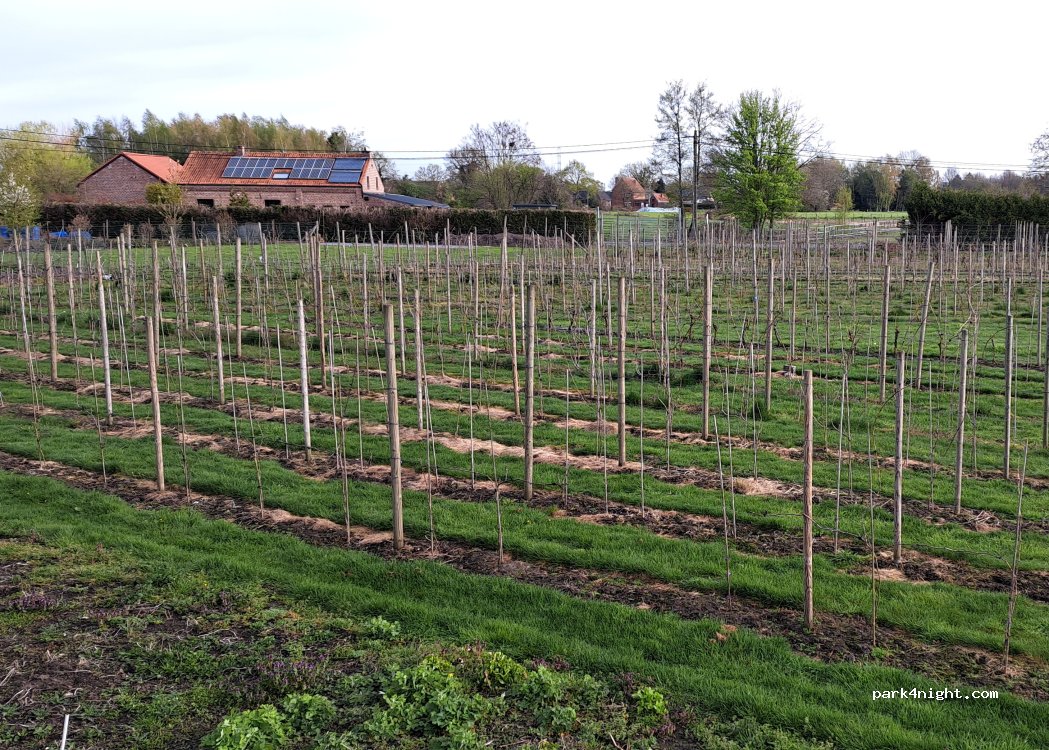Wijngaard den plompaert — foto 3
