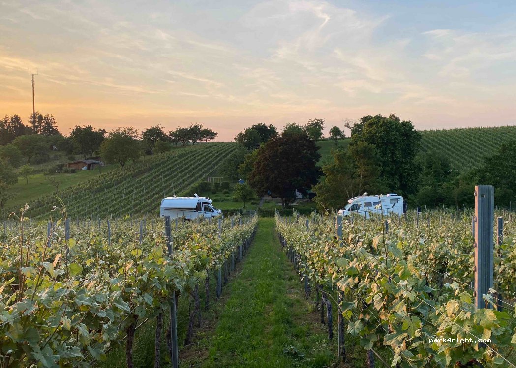 Müllers Weingut & Weinstube — foto 2