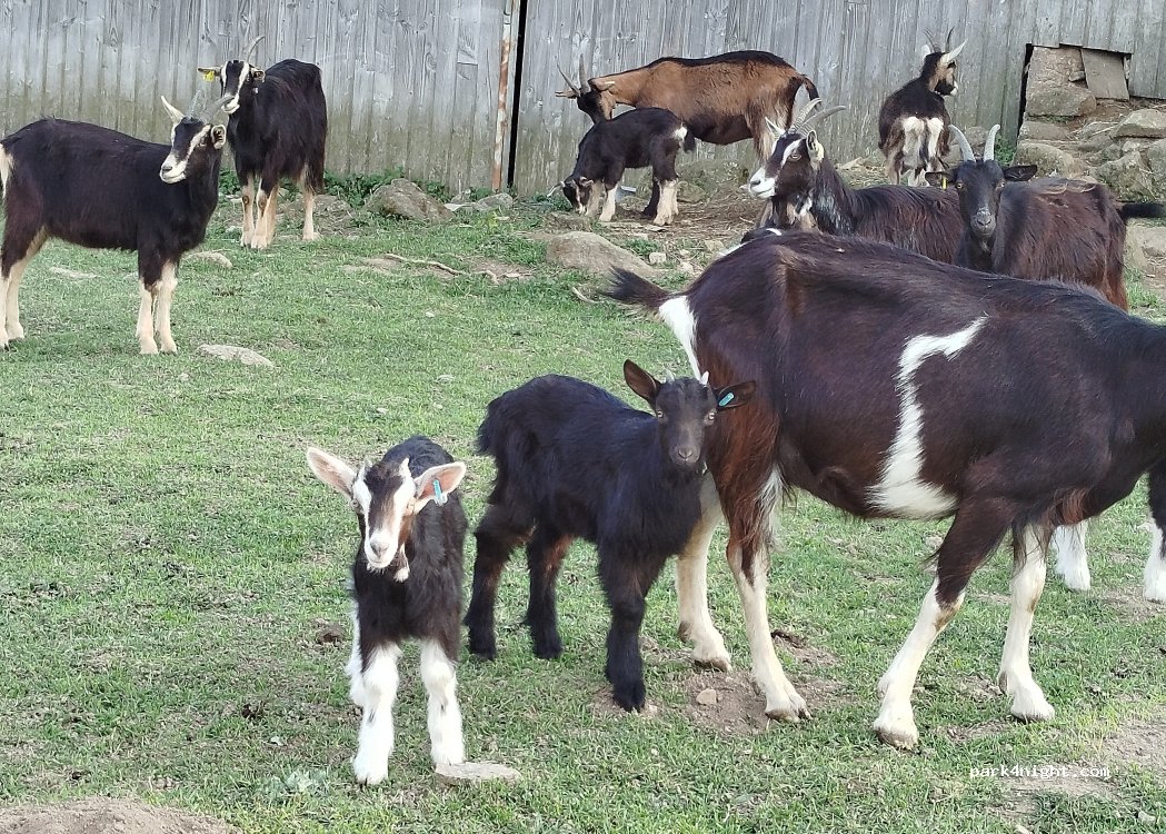 Ferme de Tallans — foto 5