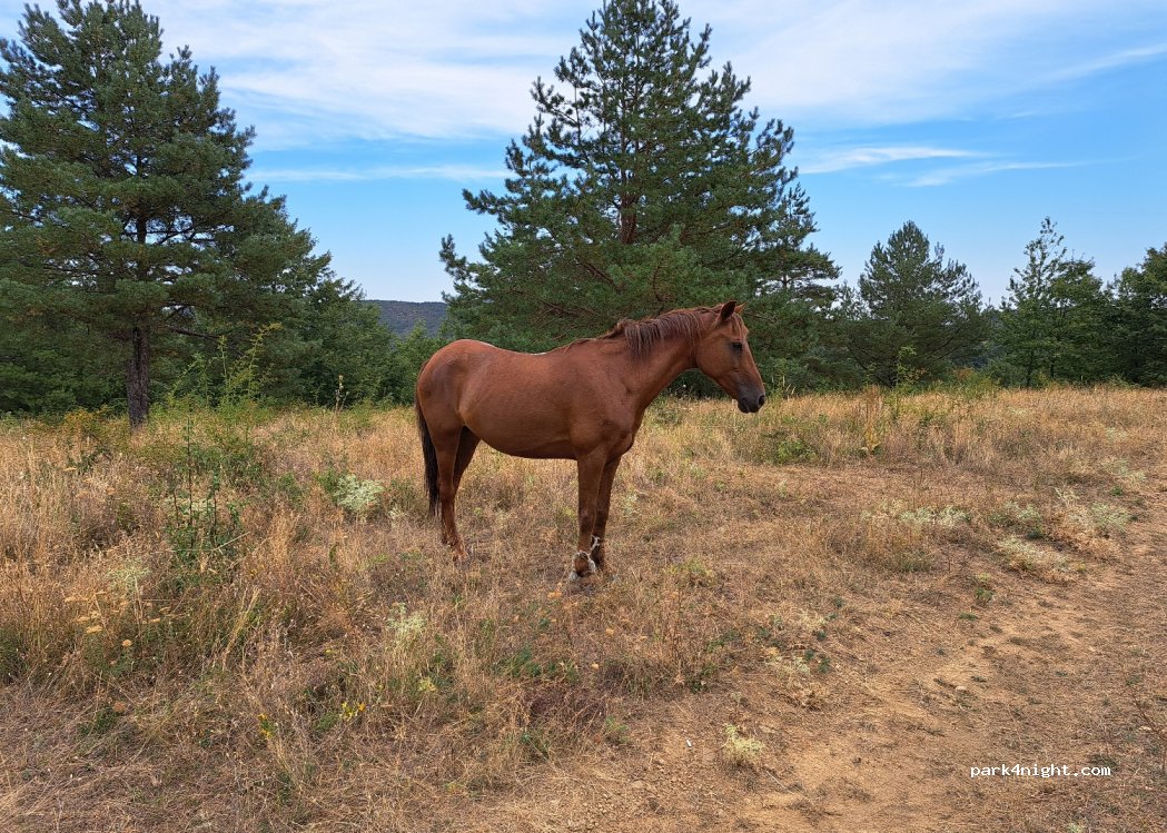 (8802) Sliven - Unnamed Road — foto 4