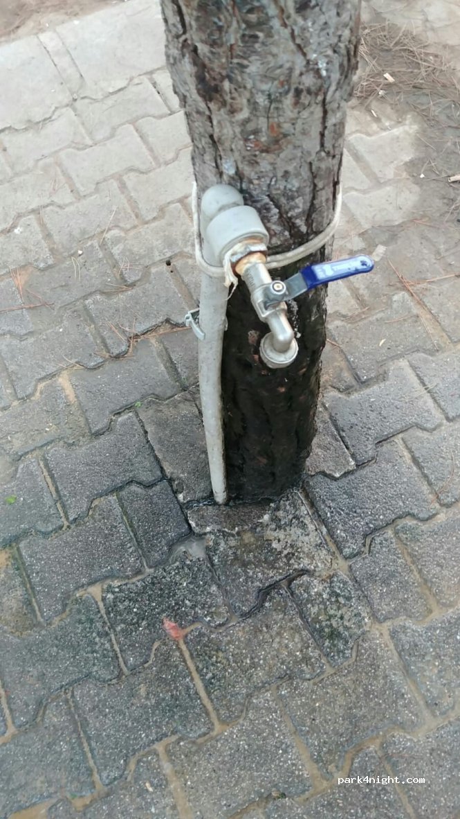 Bafra - — foto 3